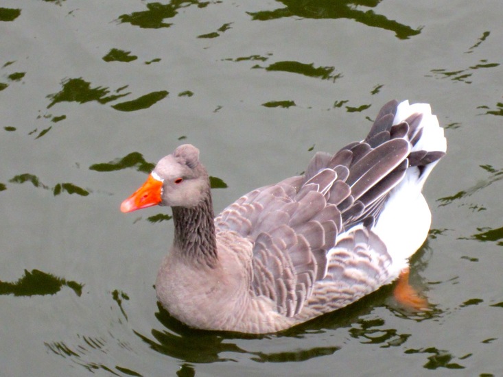 Amerikaanse Buff gans.