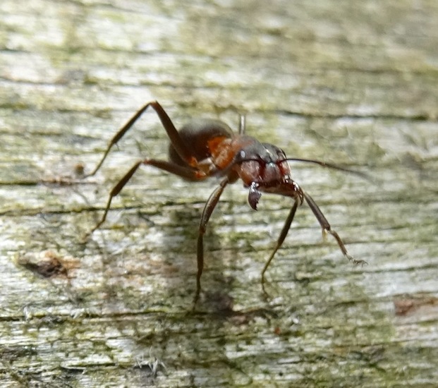 Rode mier.