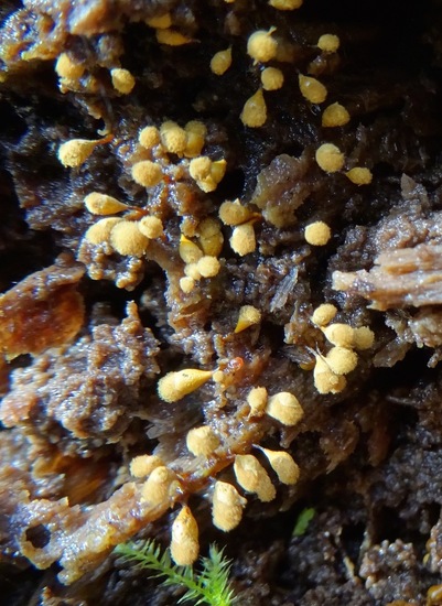 Peervormig draadwatje.