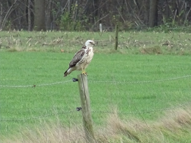 Buizerd.