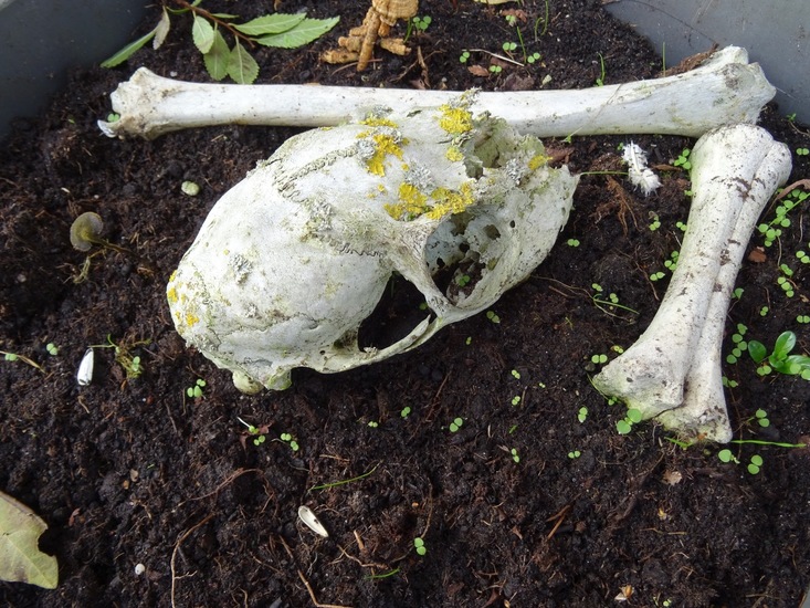 Schedel en botten.