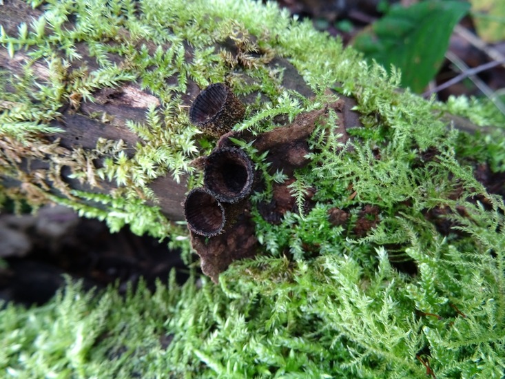 Gestreepte Nestzwammetjes.