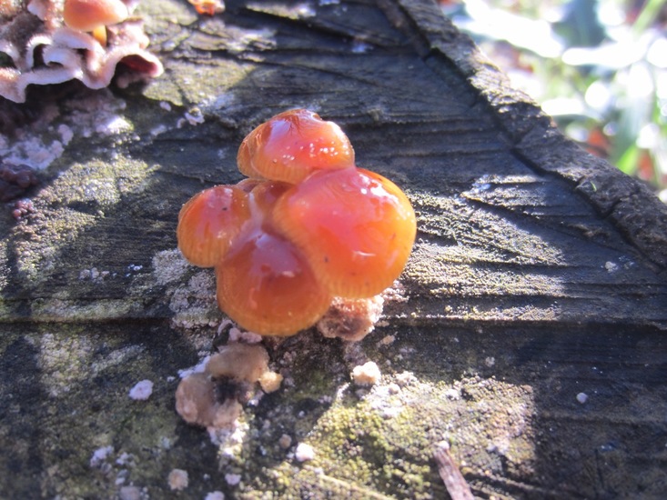 Gewoon Fluweelpootje.