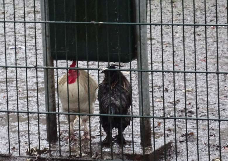 Schuilen voor de regen.