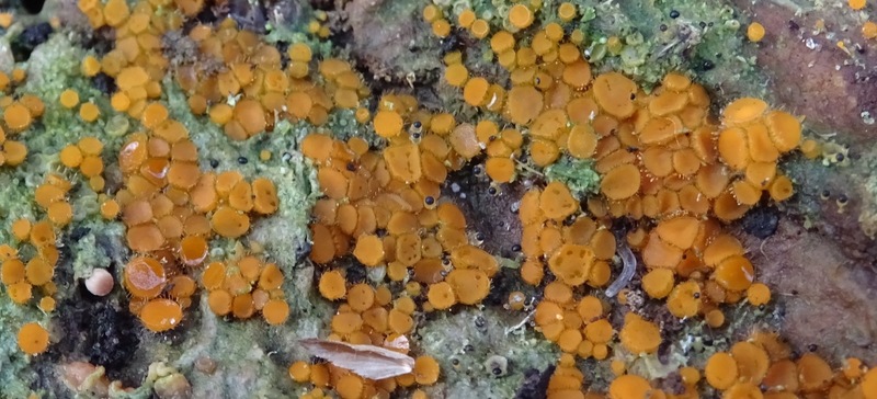 Klein oranje zandschijfje.