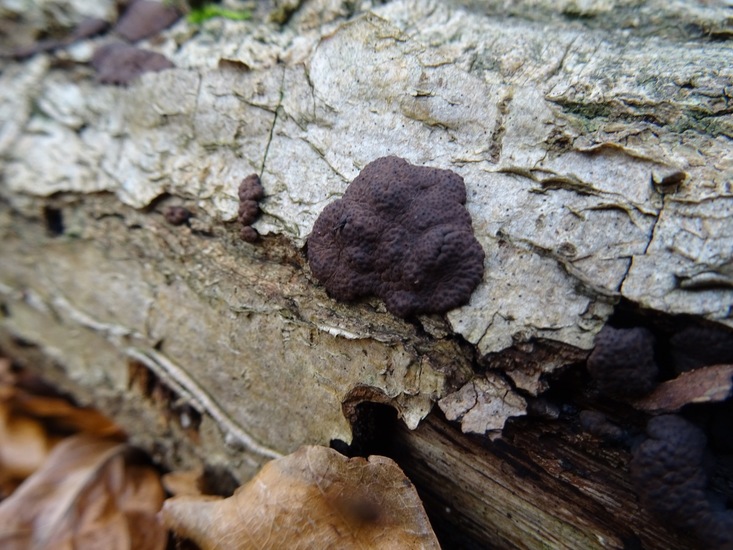 Vergroeide Kogelzwam.