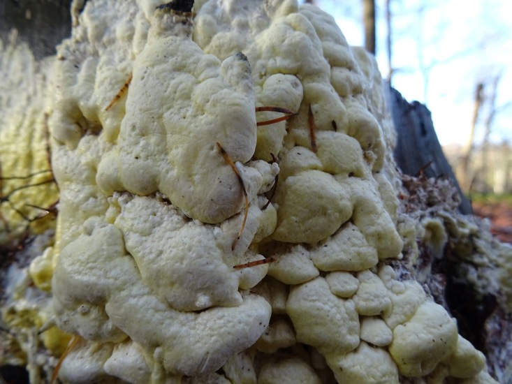 Physarum fuligo sceptica.