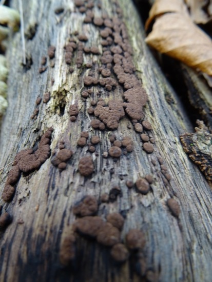 Vergroeide Kogelzwam.