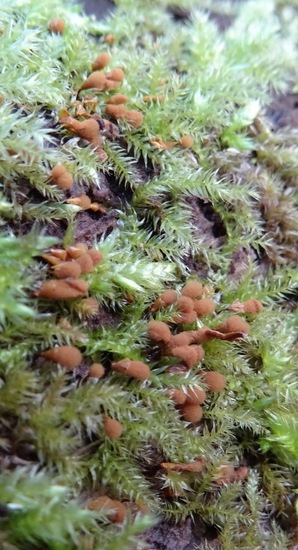 Myxomyceel.