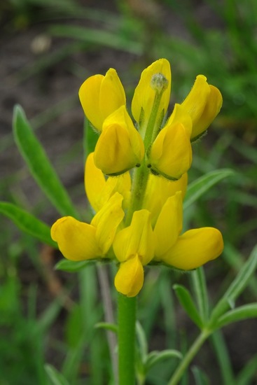 Gele Lupinus Luteus.