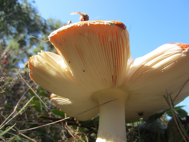 Plaatjes goed te zien.