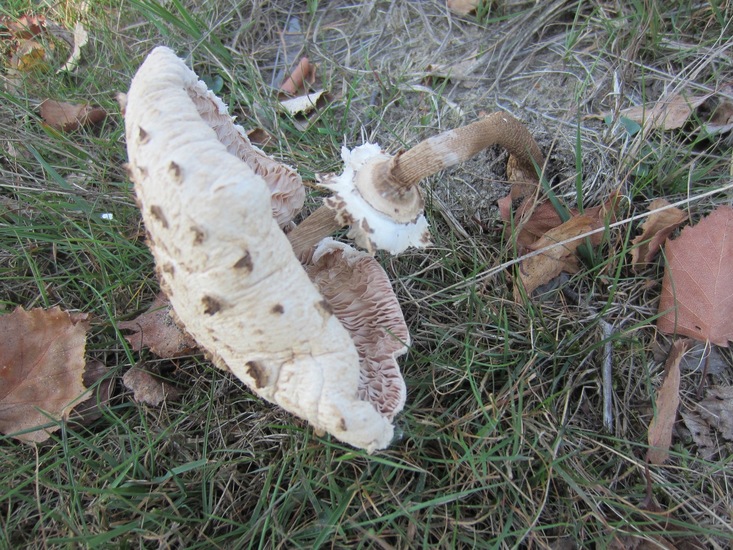 Omgevallen Parasolzwam.