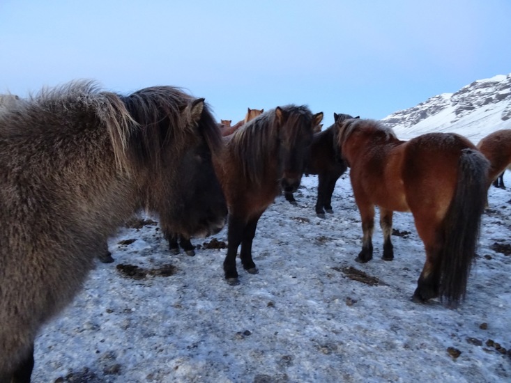 IJslands paard. (2015)