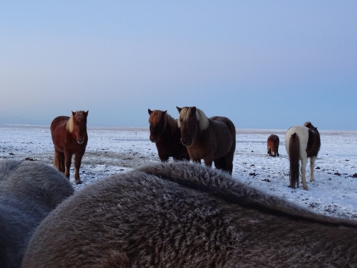 IJslands paard. (2015)