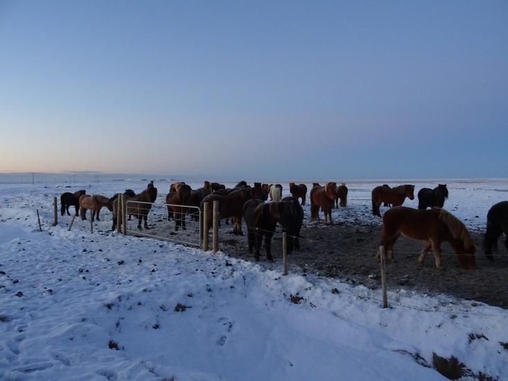 IJslandse paarden.