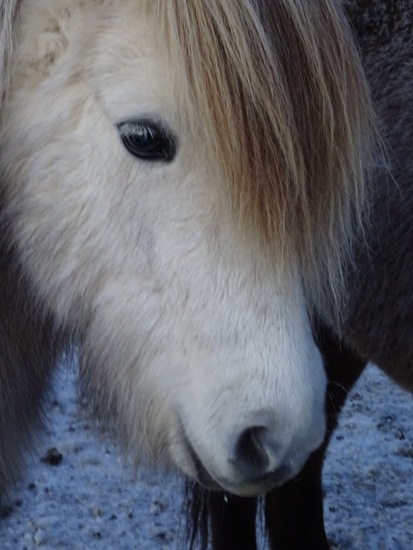 IJslands paard. (2015)