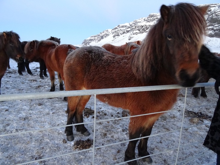 IJslands paard. (2015)
