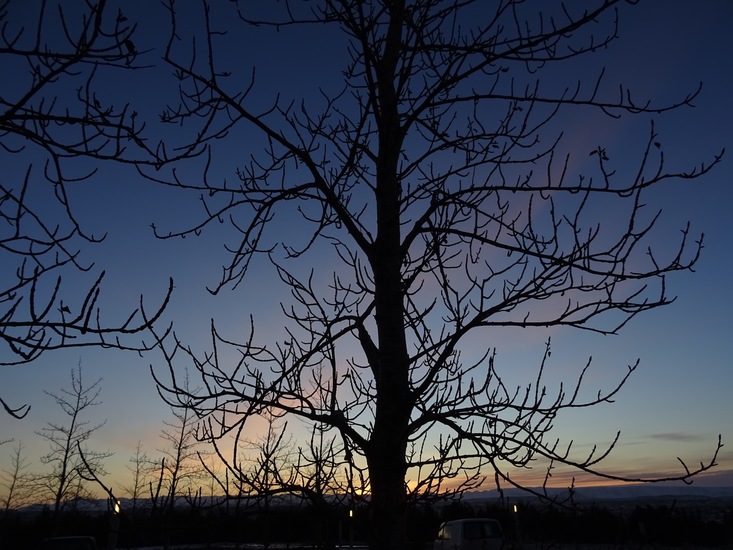Een van de weinige bomen.