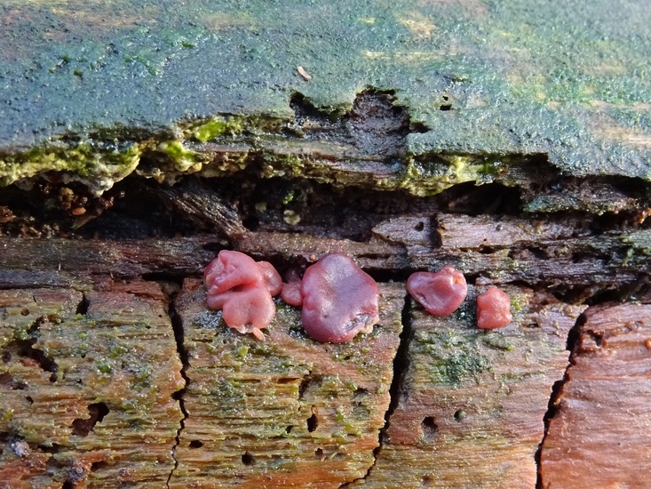 Opgeblazen Knoopzwam