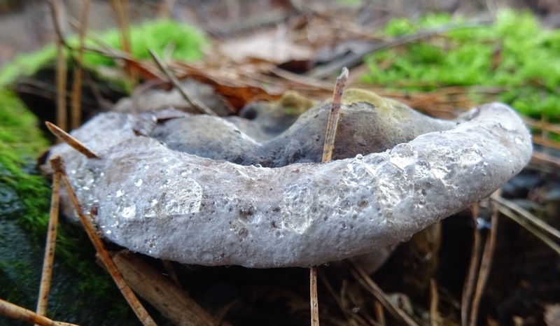 Dennenmorder met druppels.