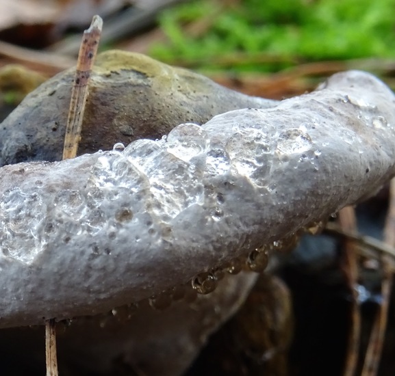 Dennenmorder met druppels.