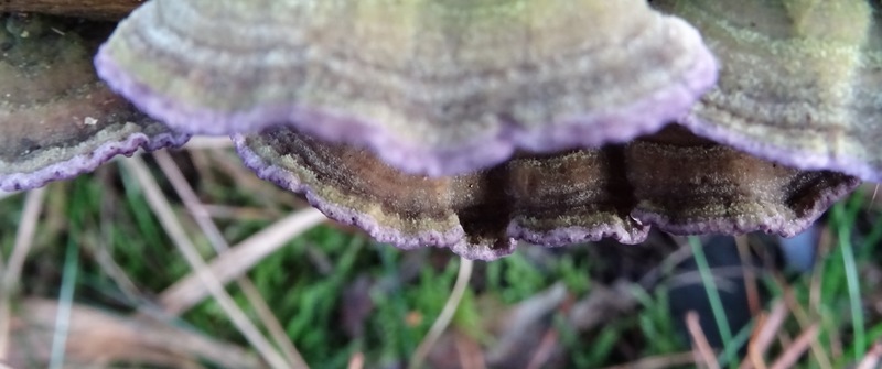 Paarse Dennenzwam.