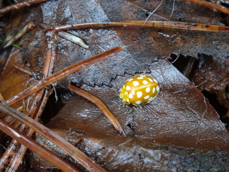 Meeldauwlieveheersbeestje.