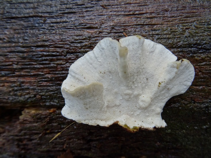 Onderkant elfenbankje.