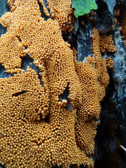 Roodstelig netwatje?