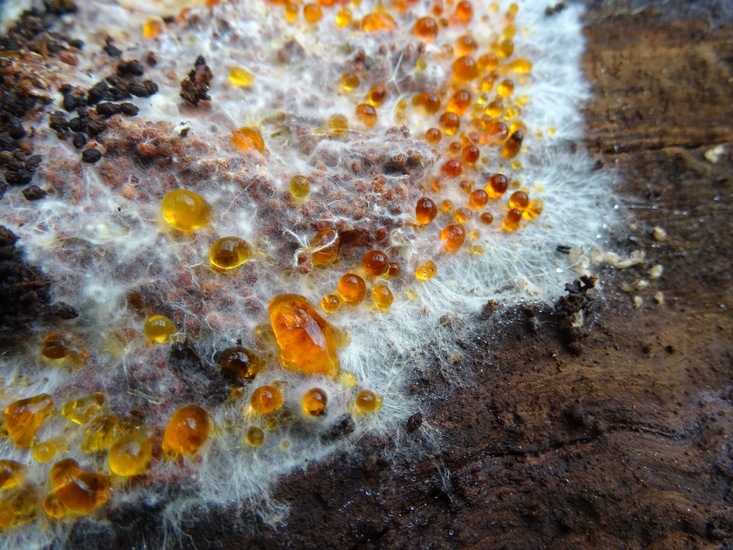 Schimmel met gutatiedruppels.