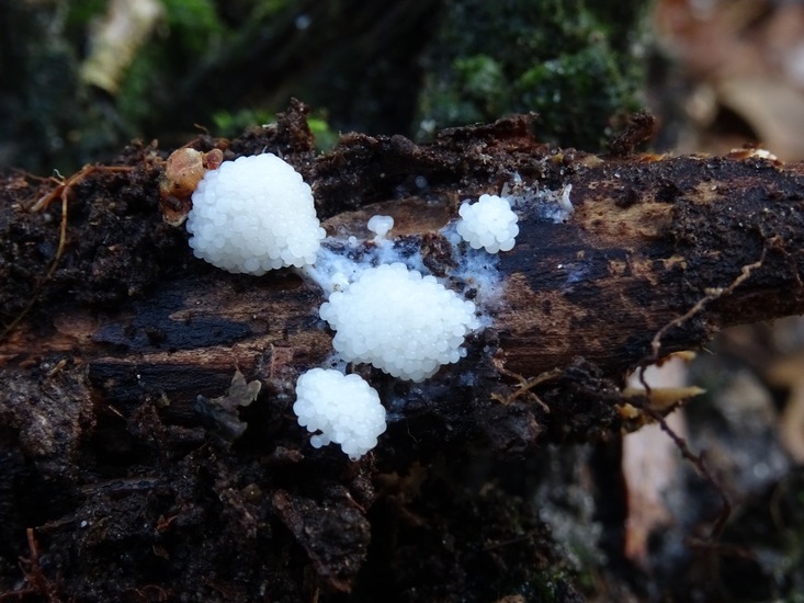 Gebundeld Netpluimpje.