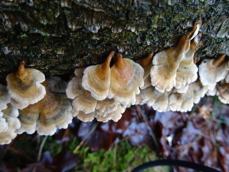 Ploovlies waaiertje.