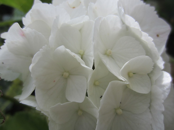 Witte Hortensia.