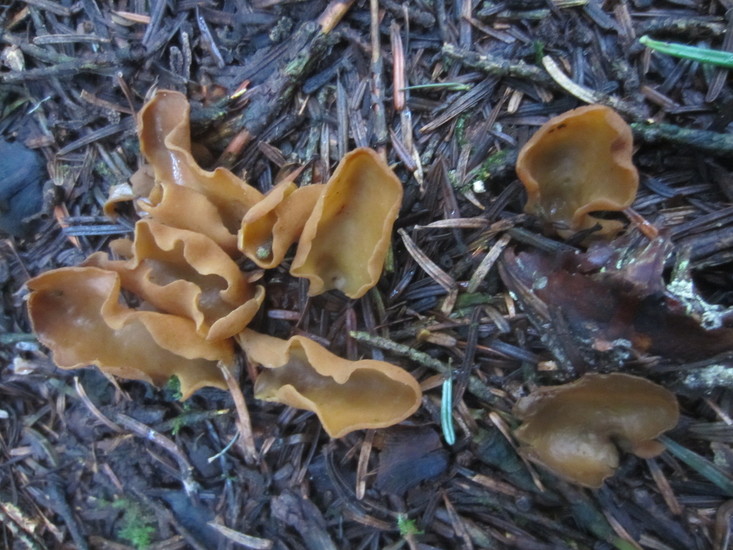 Grote Houtbekerzwam.