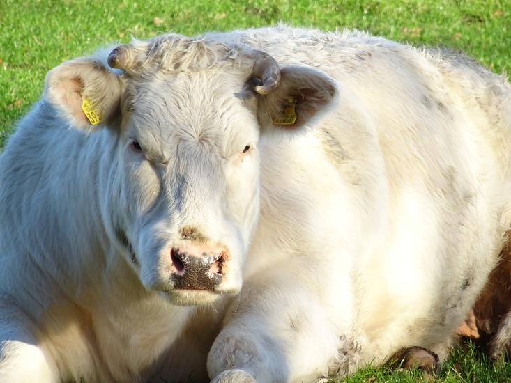 Dikke witte koe.