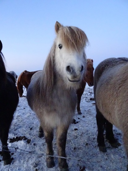 IJslands paard. (2015)