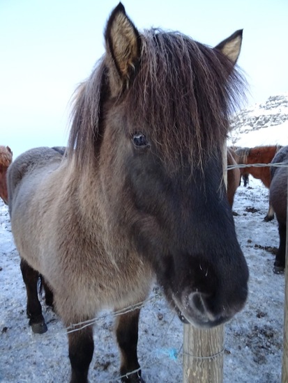 IJslands paard. (2015)