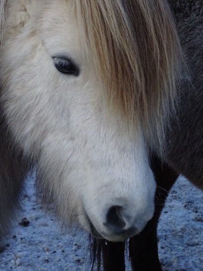 IJslands paard. (2015)