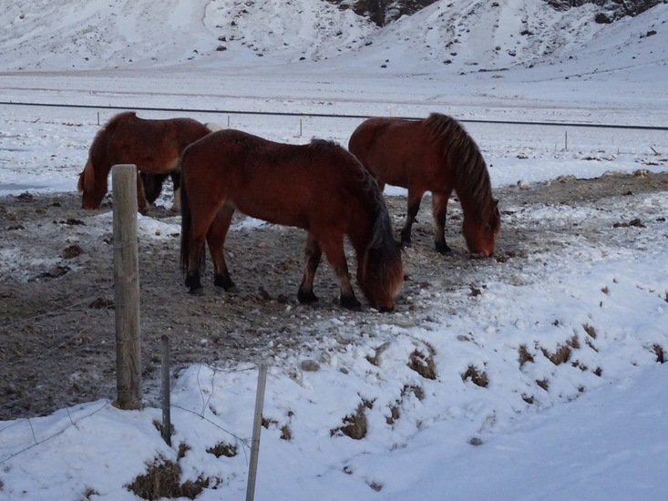 IJslands paard. (2015)