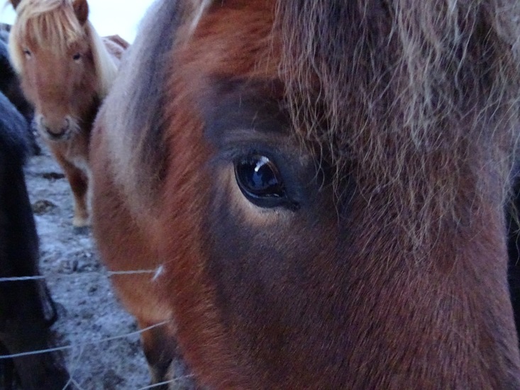 IJslands paard. (2015)