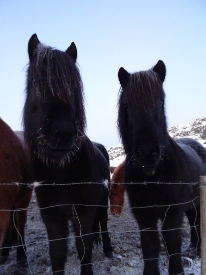 IJslands paard. (2015)