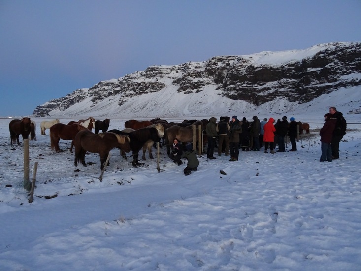 IJslands paarden. (2015)