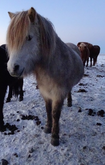 IJslands paard. (2015)