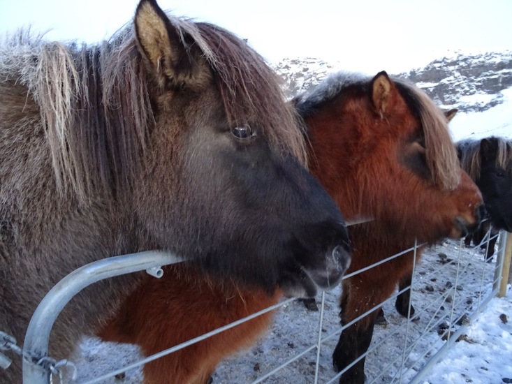IJslandse paarden. (2015)