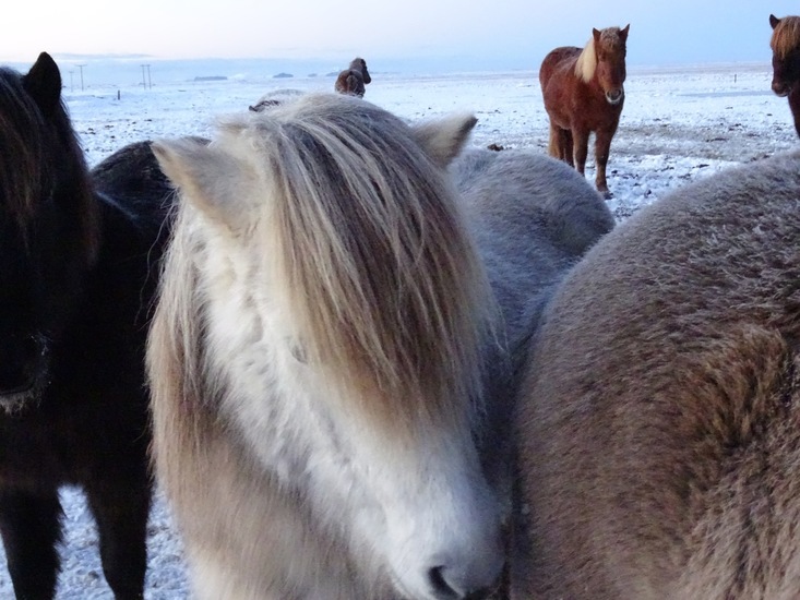 IJslands paard. (2015)