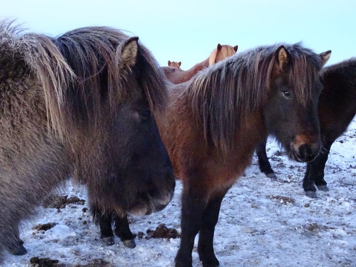 IJslands paard. (2015)