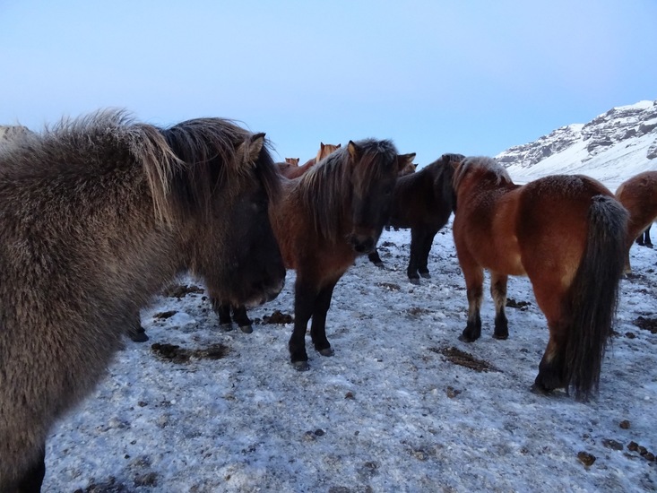 IJslandse paarden.