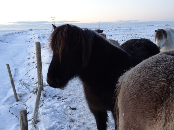IJslandse paarden.
