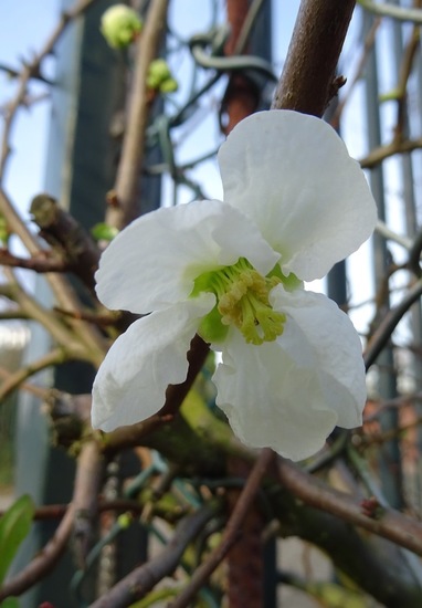 Japanse sierkwee Chaenomelus.