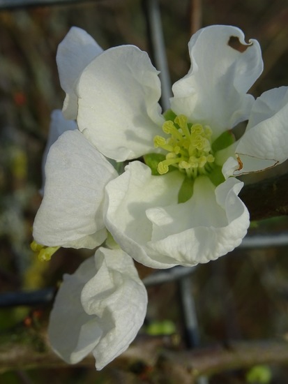 Japanse sierkwee Chaenomelus.